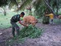 Wujud Kedekatan,Satgas TMMD Bantu Warga Berikan Makan Sapi