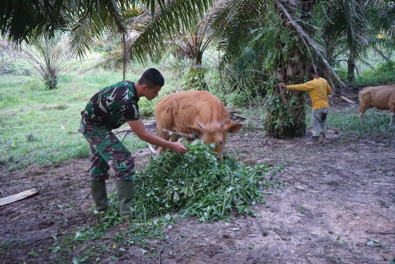 Wujud Kedekatan,Satgas TMMD Bantu Warga Berikan Makan Sapi