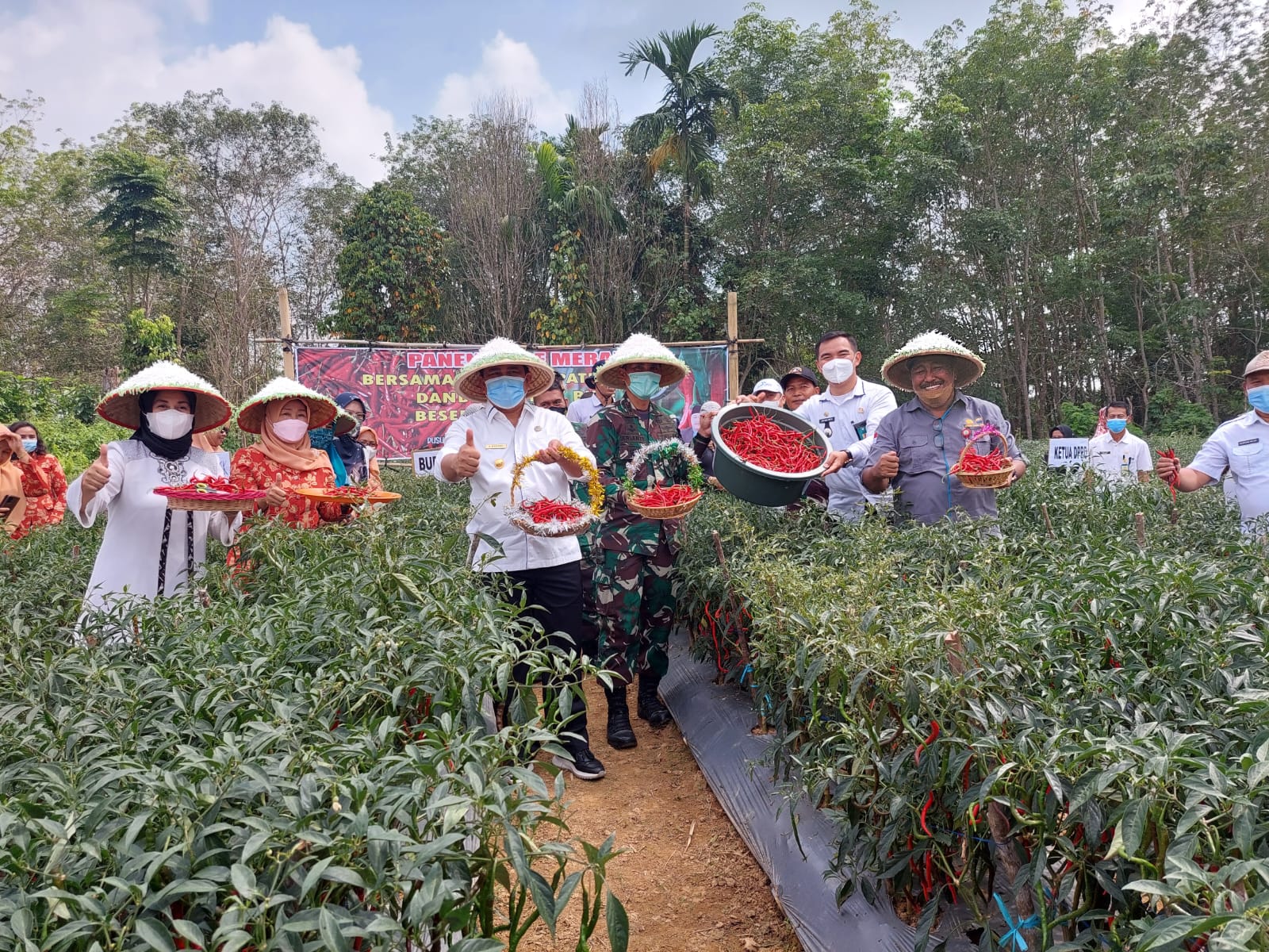 Bupati Bungo Panen Cabe Merah Bersama Dandim 0416 Bute dan Kadis TPH-Bun Didusun Mangun Jayo