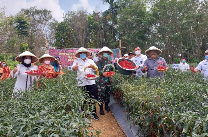 Kadis TPH-Bun Didampingi Bupati Bungo Panen Cabe Bersama Didusun Mangun Jayo
