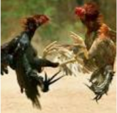 Arena Judi Sambung Ayam Terbesar Dikabupaten Bungo Mulai Disorot Awak Media
