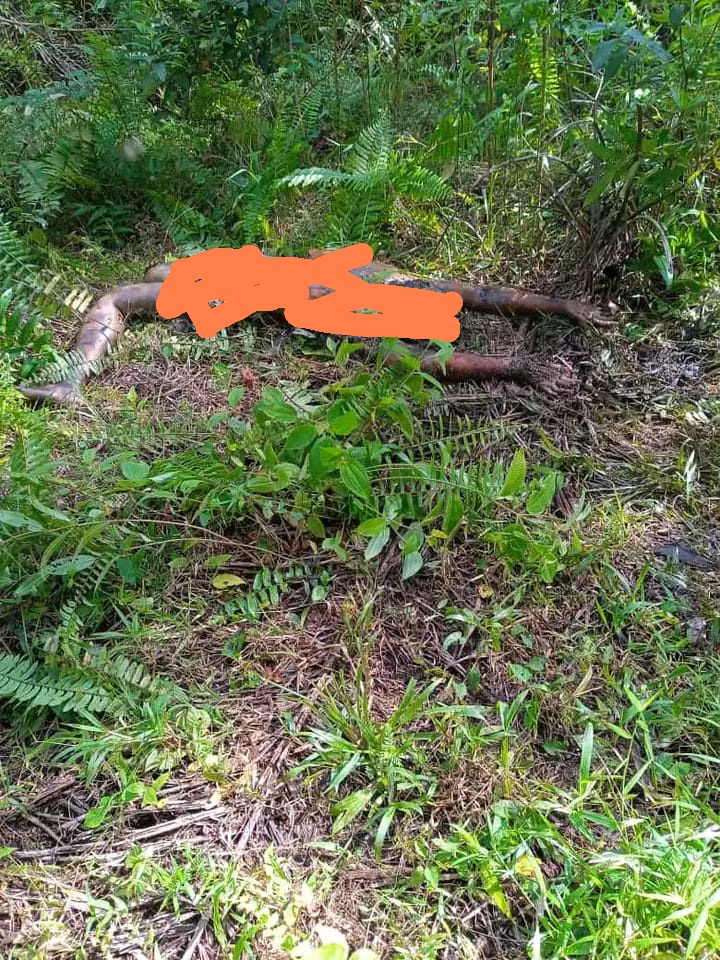 Warga Senamat Dihebohkan Dengan Penemuan Mayat Pria Sudah Membusuk Dikebun Sawit