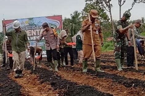 Percepat Swasembada Pangan 2025 PJ Bupati dan Polres Merangin Tanam Jagung Serentak
