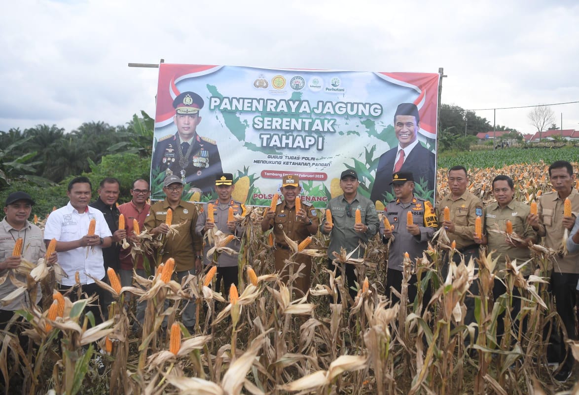 Wujudkan Mimpi Ketahanan Pangan Wabup H Abdul Khafid Bersama Kapolres Merangin Panen Raya Jagung