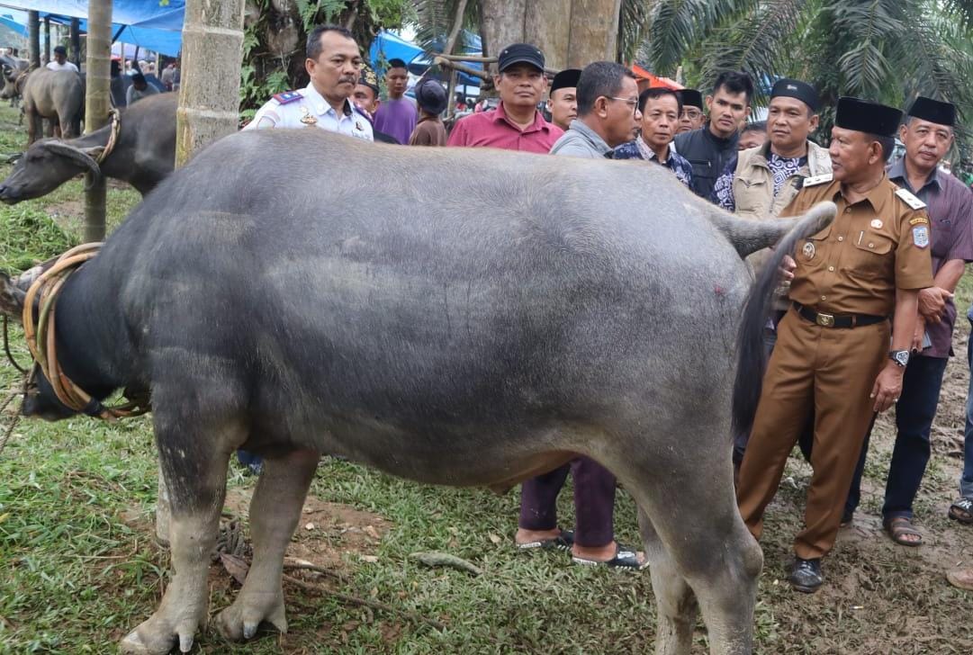 Wabup Merangin H Abdul Khafid Buka Festival Memantai Adat di Rantau Panjang Tabir