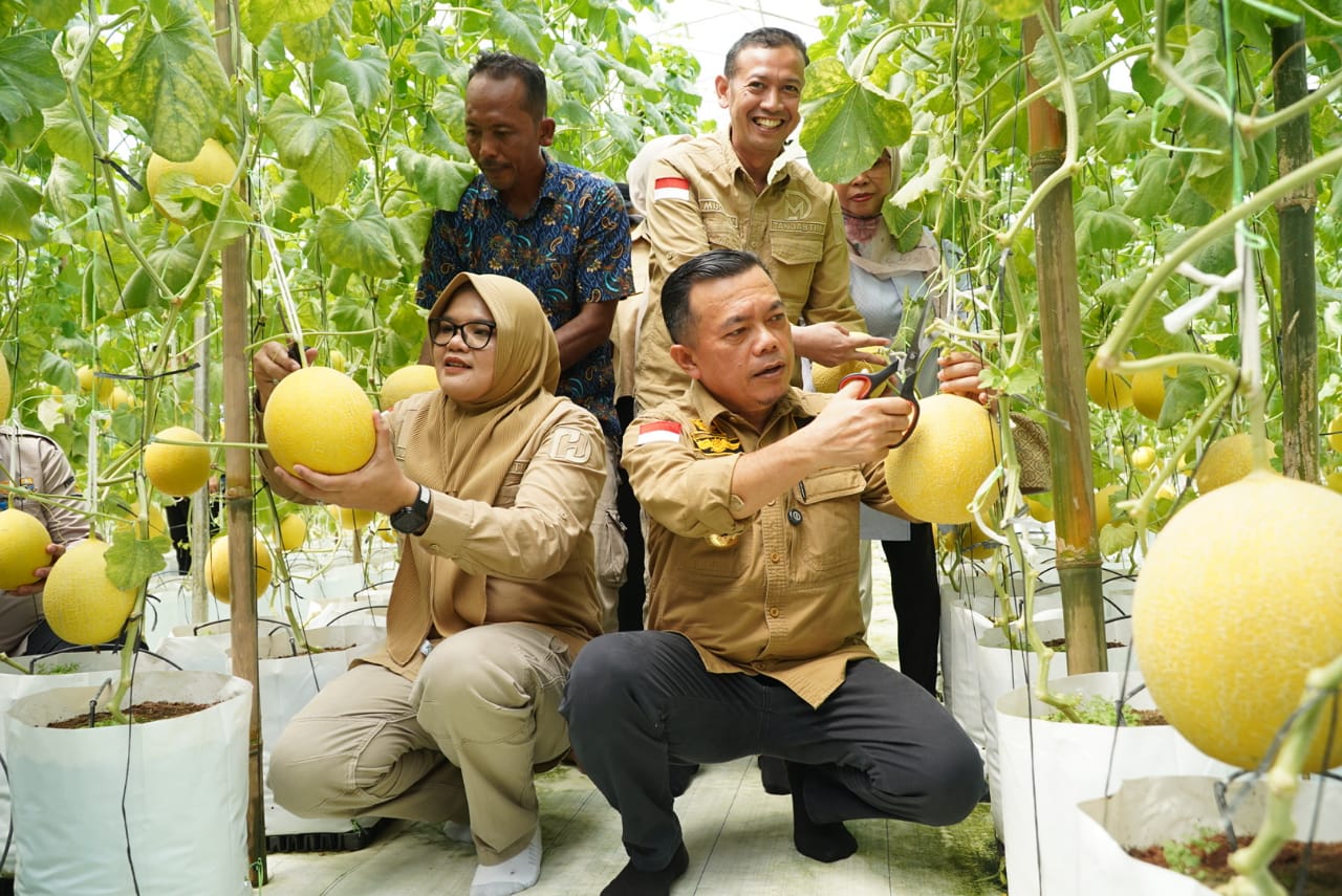 Gubernur Jambi Al Haris Panen Perdana Melon Premium di Tanjung Jabung Timur