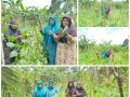 Mengubah Lahan Kosong Menjadi Ladang Sayuran, Ini Inisiatif PKK Dusun Sungai Gambir