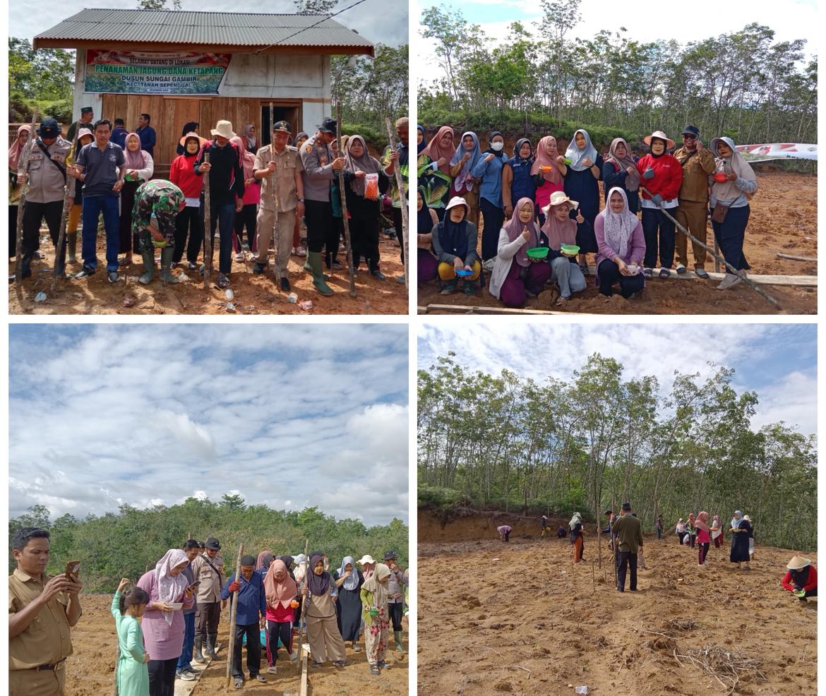 Dukung Program Ketapang Swasembada Pangan, Pemdus Sungai Gambir Beserta Jajaran Melaksanakan Penanaman Jagung Serentak Seluas 1 Hektar