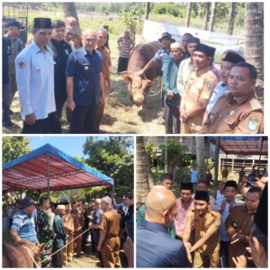 Jelang Hari Raya Idul Adha, Pemdus Air Gemuruh Beruntung Menerima Bantuan Banmas Dari Presiden RI Berupa 1 Ekor Sapi Qurban
